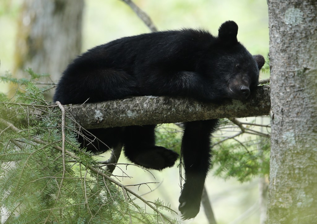 戸隠にて　番外　熊