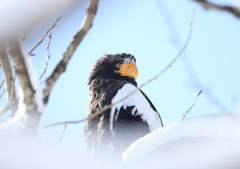 どうなんはどうなん？　オオワシ