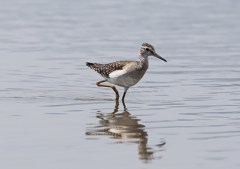 タカブシギ