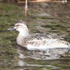 シマアジ♀