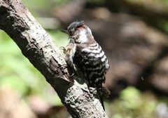後頭部の赤いコゲラ