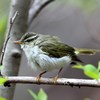 水浴び後の　センダイムシクイ