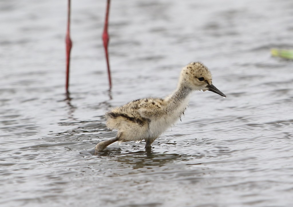 細い親の脛　かじった経験あり