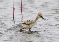 細い親の脛　かじった経験あり