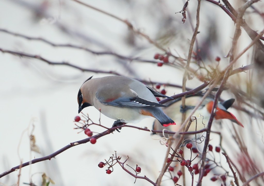 どうなんはどうなん？　ヒレンジャク