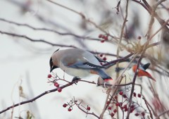 どうなんはどうなん？　ヒレンジャク
