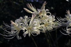 Lycoris albiflora