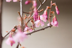 おかめ桜