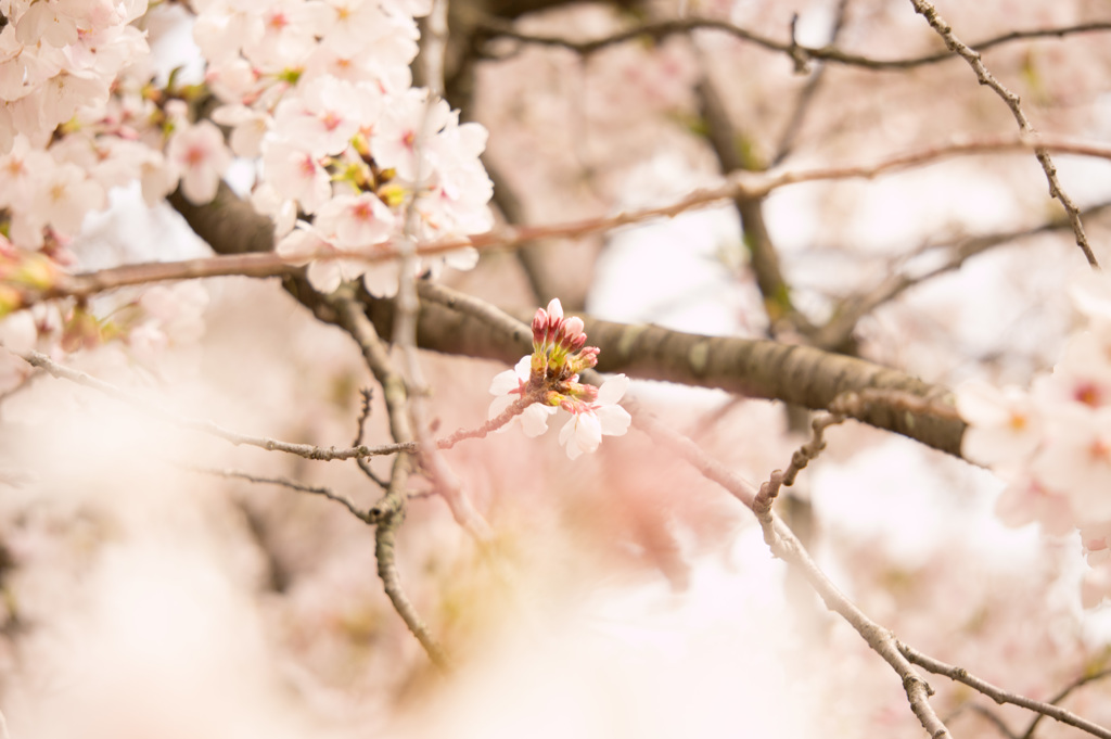 桜、満開