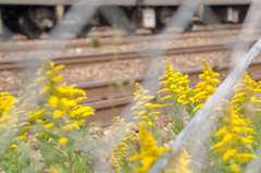 鉄道と私の間に