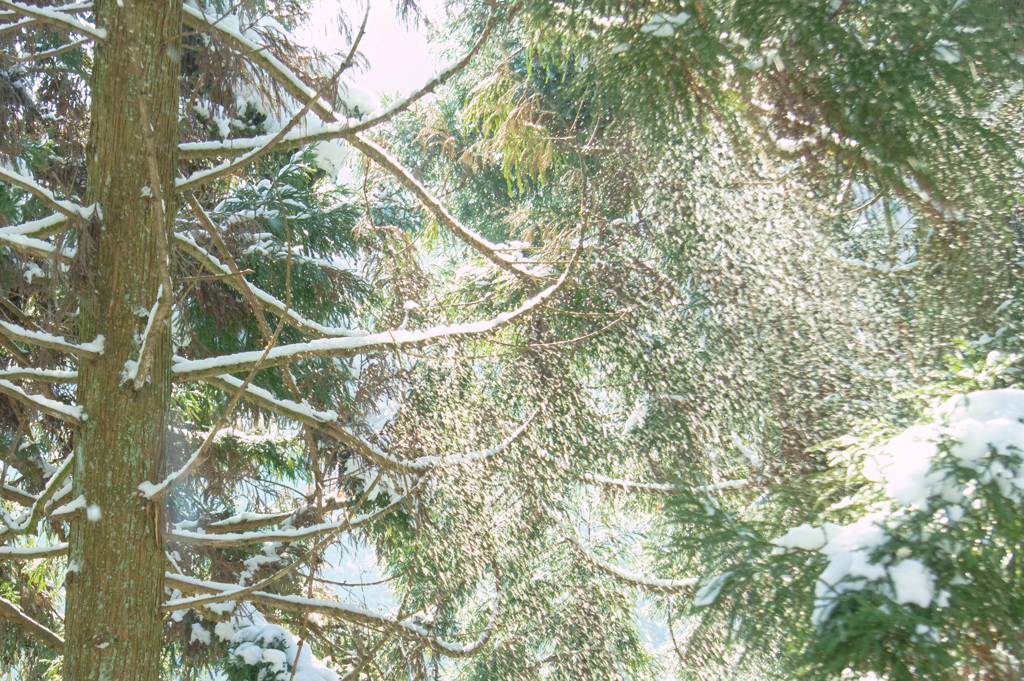 風に舞う雪