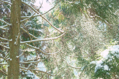 風に舞う雪