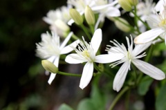 花2