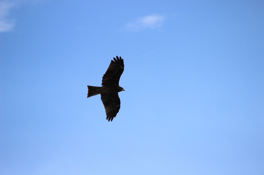 滑空