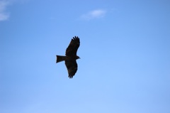 滑空