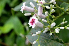 花3