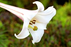 花1