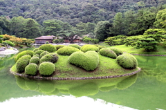 恋つつじ
