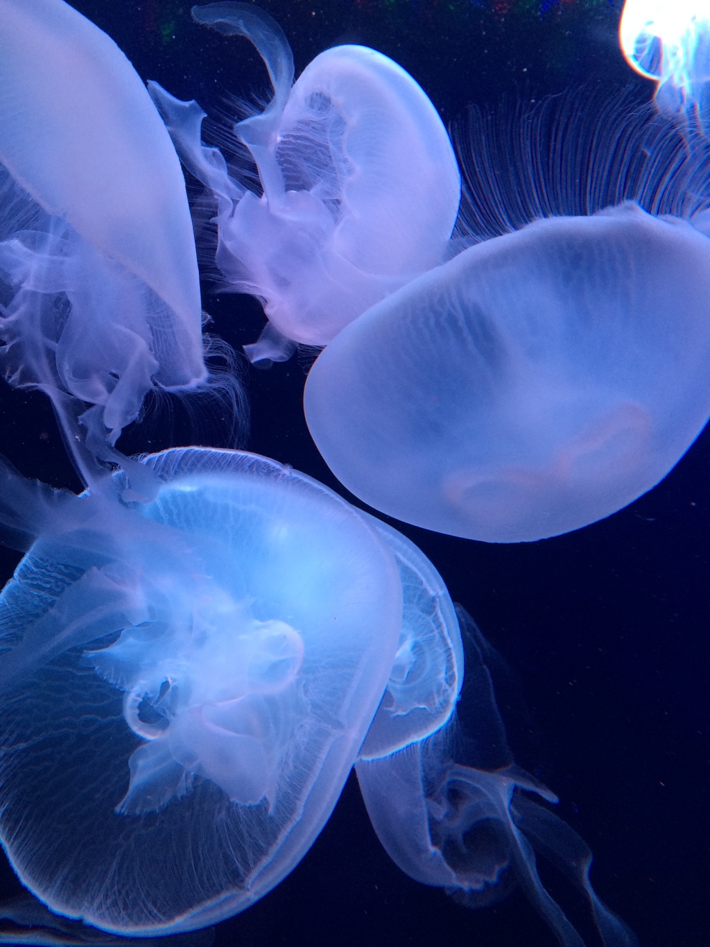 サンシャイン水族館のクラゲ