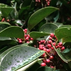 安いコンデジの存在意義は…