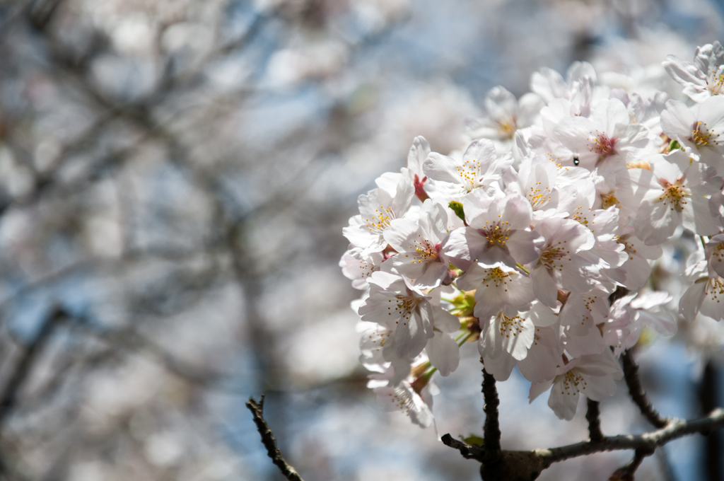 桜その3