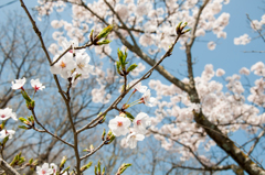 桜その7