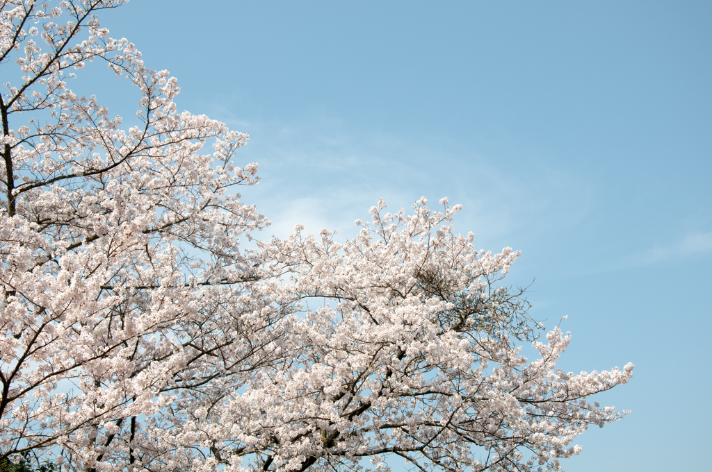 桜その4