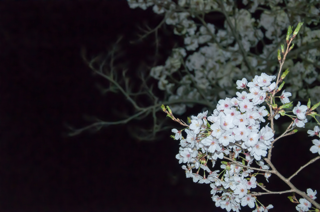 夜桜