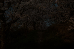 夜桜3