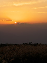 tricolor