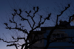 neuron