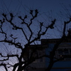neuron
