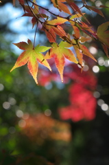 緑から紅へ