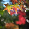 緑から紅へ