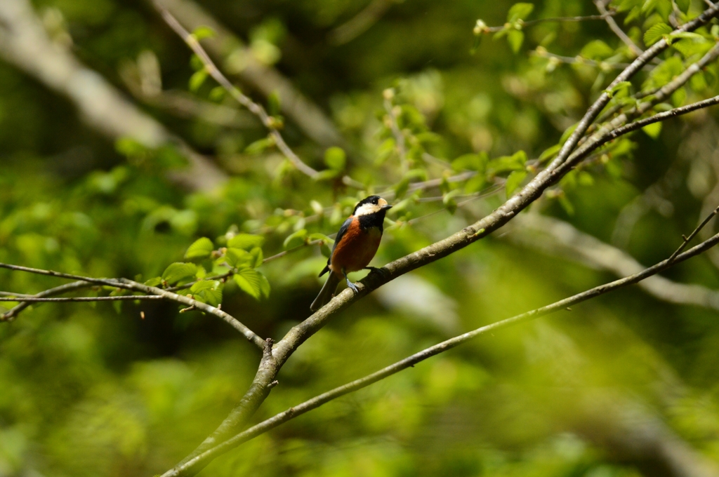 新緑に包まれて