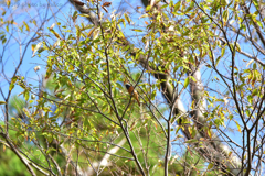 爽籟に羽を休めるジョウビタキ 爽籟に羽を休めるジョウビタキ