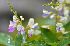 白露に揺らめく萩の花