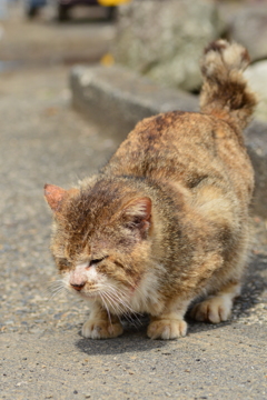 いい子にしてたニャン
