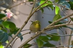 蜜だらけだね