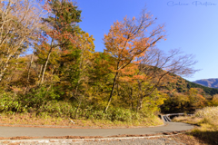 山粧う Ⅳ