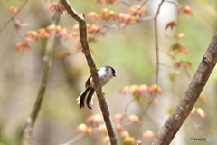 春の香り満ちる森で Ⅱ