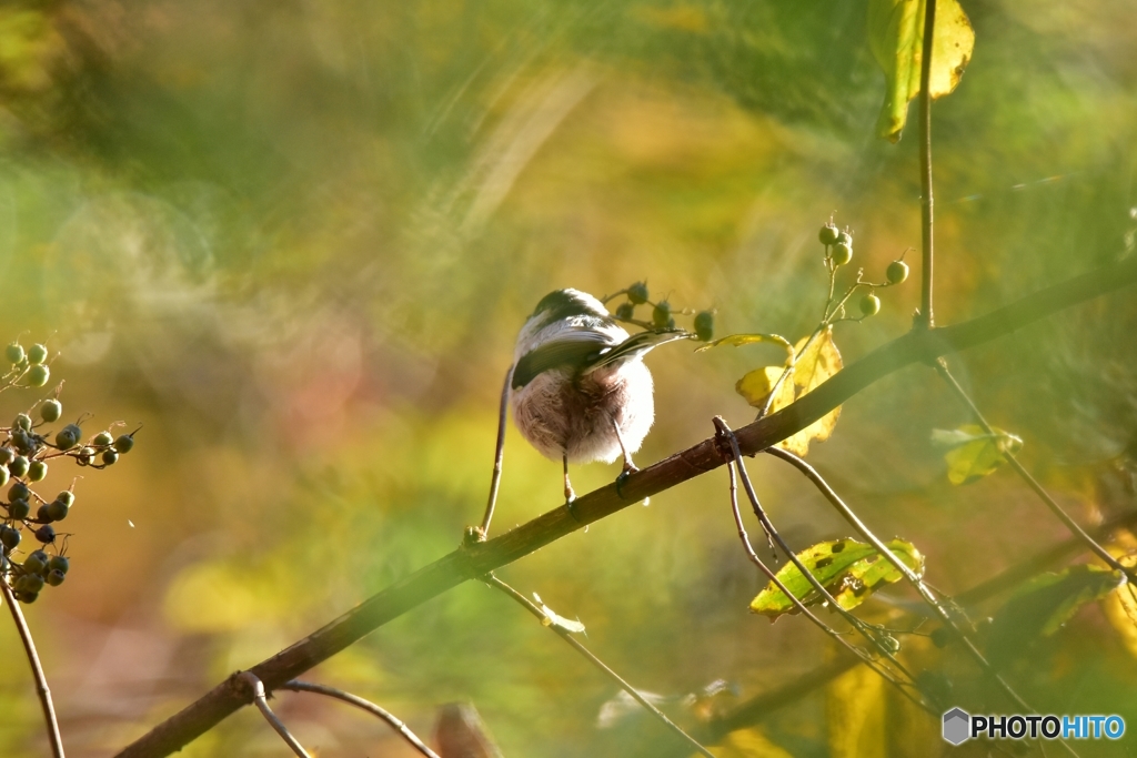 まん丸な小鳥達 ③