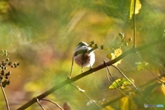 まん丸な小鳥達 ③