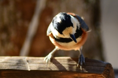 どれにしようかな～