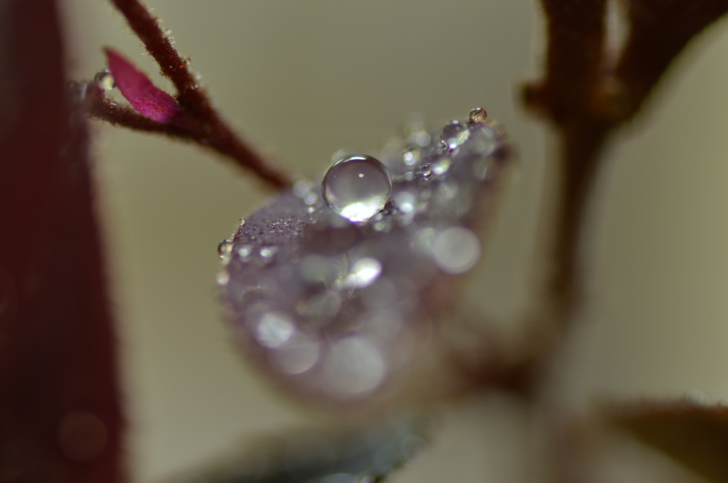 梅雨の雫 Ⅰ