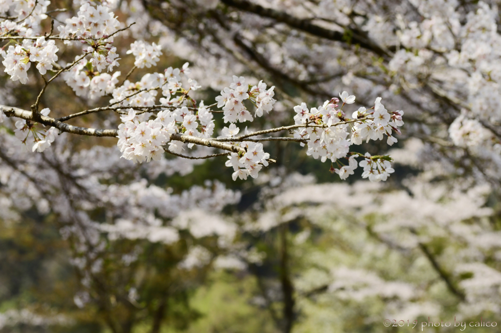 零れ桜