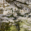 零れ桜
