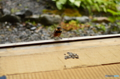 座敷ヤマガラ ピー助②