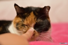いつもの挨拶ニャ