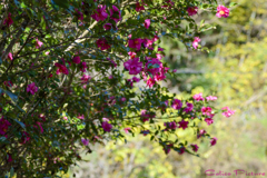 垣根の山茶花